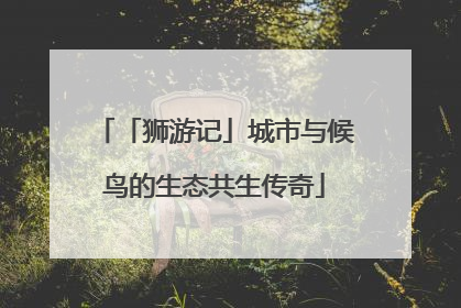 「狮游记」城市与候鸟的生态共生传奇