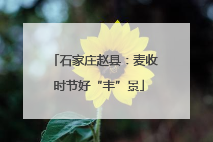 石家庄赵县：麦收时节好“丰”景