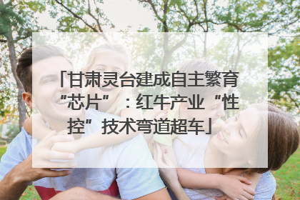 甘肃灵台建成自主繁育“芯片”：红牛产业“性控”技术弯道超车
