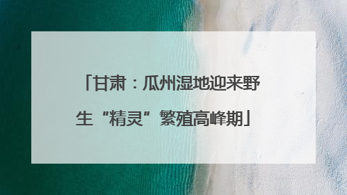 甘肃：瓜州湿地迎来野生“精灵”繁殖高峰期