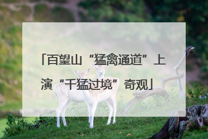 百望山“猛禽通道”上演“千猛过境”奇观