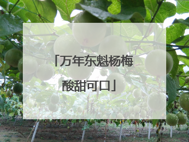 万年东魁杨梅 酸甜可口