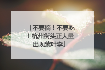 不要摘！不要吃！杭州街头正大量出现紫叶李
