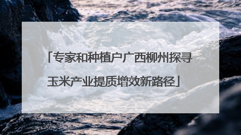 专家和种植户广西柳州探寻玉米产业提质增效新路径