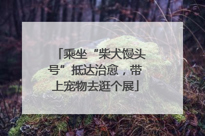 乘坐“柴犬馒头号”抵达治愈，带上宠物去逛个展