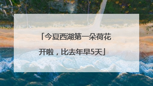 今夏西湖第一朵荷花开啦，比去年早5天