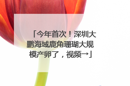 今年首次！深圳大鹏海域鹿角珊瑚大规模产卵了，视频→