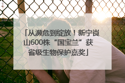 从濒危到绽放！新宁崀山600株“国宝兰”获省级生物保护嘉奖