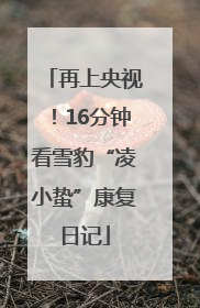 再上央视！16分钟看雪豹“凌小蛰”康复日记