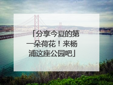 分享今夏的第一朵荷花！来杨浦这座公园吧
