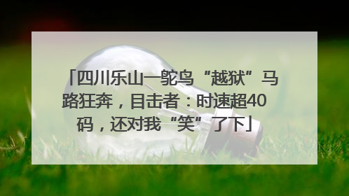 四川乐山一鸵鸟“越狱”马路狂奔，目击者：时速超40码，还对我“笑”了下
