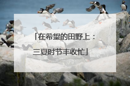 在希望的田野上：三夏时节丰收忙