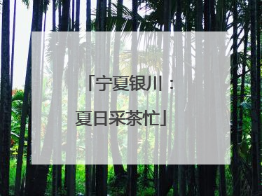 宁夏银川：夏日采茶忙