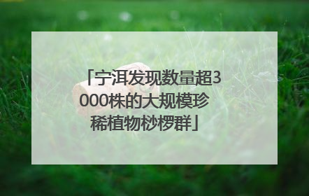 宁洱发现数量超3000株的大规模珍稀植物桫椤群