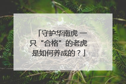 守护华南虎 一只“合格”的老虎是如何养成的？