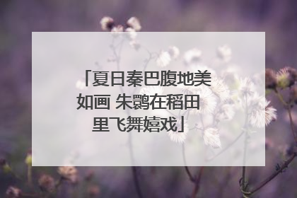 夏日秦巴腹地美如画 朱鹮在稻田里飞舞嬉戏