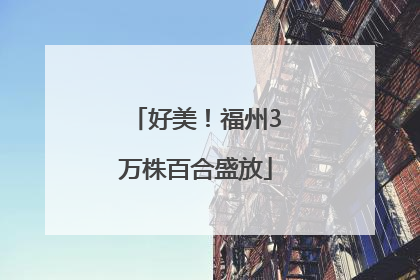好美！福州3万株百合盛放
