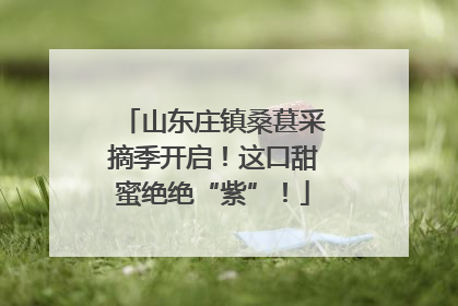 山东庄镇桑葚采摘季开启！这口甜蜜绝绝“紫”！