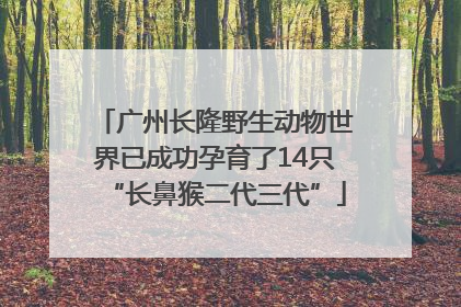 广州长隆野生动物世界已成功孕育了14只“长鼻猴二代三代”