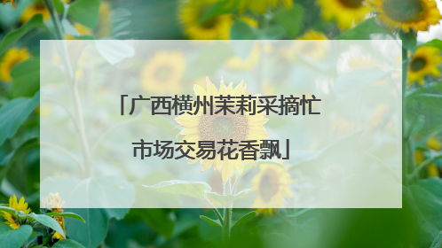 广西横州茉莉采摘忙 市场交易花香飘