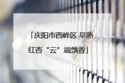 庆阳市西峰区 早熟红杏“云”端飘香