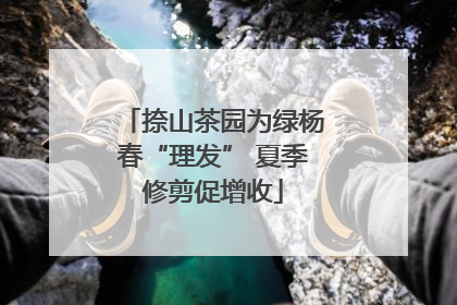 捺山茶园为绿杨春“理发” 夏季修剪促增收