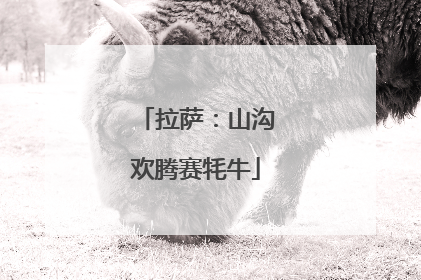 拉萨：山沟欢腾赛牦牛
