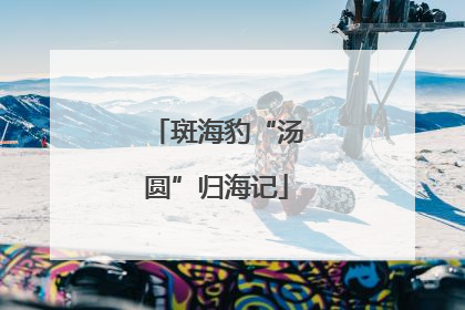 斑海豹“汤圆”归海记