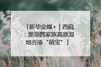 新华全媒+｜西藏：黑颈鹤家族高原湿地喜添“萌宝”
