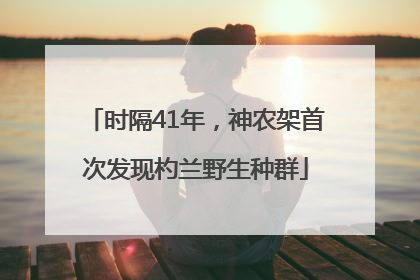 时隔41年，神农架首次发现杓兰野生种群