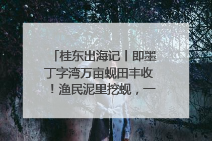 桂东出海记丨即墨丁字湾万亩蚬田丰收！渔民泥里挖蚬，一天上岸过千斤