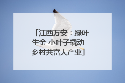 江西万安：绿叶生金 小叶子撬动乡村共富大产业