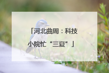 河北曲周：科技小院忙“三夏”