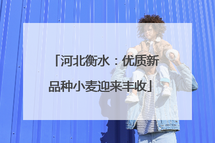河北衡水：优质新品种小麦迎来丰收