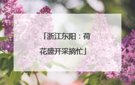 浙江东阳：荷花盛开采摘忙