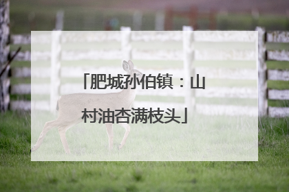 肥城孙伯镇：山村油杏满枝头