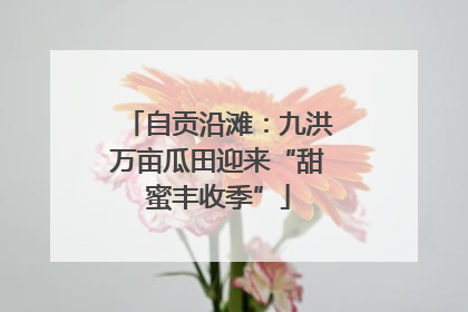 自贡沿滩：九洪万亩瓜田迎来“甜蜜丰收季”
