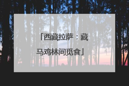 西藏拉萨：藏马鸡林间觅食