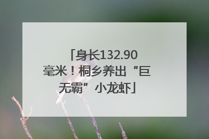 身长132.90毫米！桐乡养出“巨无霸”小龙虾