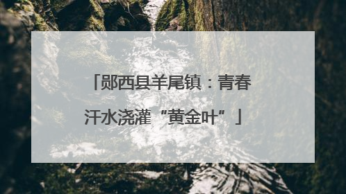 郧西县羊尾镇：青春汗水浇灌“黄金叶”