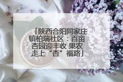 陕西合阳同家庄镇柏瑞社区：百亩杏园迎丰收 果农走上“杏”福路