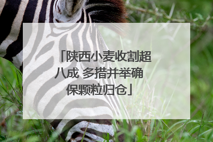 陕西小麦收割超八成 多措并举确保颗粒归仓
