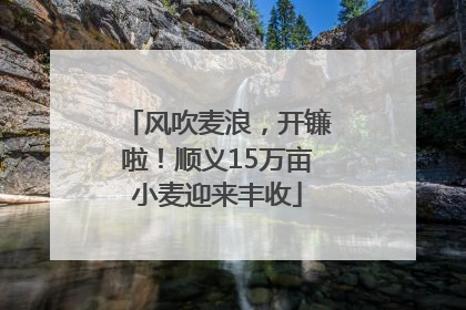 风吹麦浪，开镰啦！顺义15万亩小麦迎来丰收