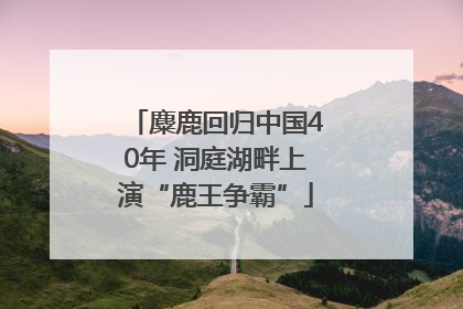 麋鹿回归中国40年 洞庭湖畔上演“鹿王争霸”