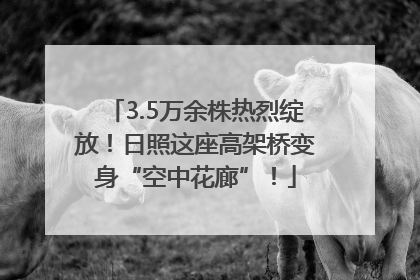 3.5万余株热烈绽放！日照这座高架桥变身“空中花廊”！
